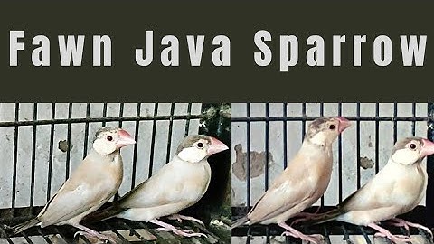 Java Birds Setup Fawn Java Sparrow Healthy Breeder Quality In Lahore
