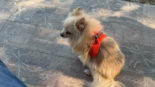 BIROL BAŞYİĞİT KARDEŞİME TEŞEKKÜR EDERİM BİZE ÇİFLİĞİ BİZE LAYİK GÖRDÜĞÜ İÇİN