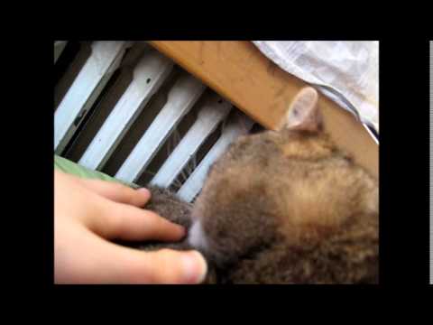 cat แปลว่า Got my hand washed