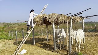 Farm Living With Sarada&amp;Ganga||BlikeBindu