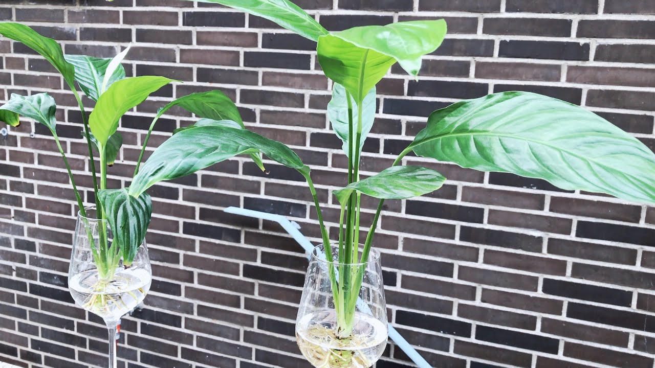 Peace Lily Growing in Water YouTube