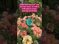 আল্লাহর প্রতি সম্পূর্ণ আস্থা রেখে দোয়া করবেন দোয়া কবুল হয়ে যাবে। #islamicshorts #allah