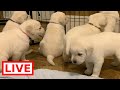 LIVE STREAM Puppy Cam! Labrador puppies at play!