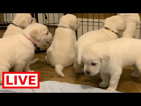 LIVE STREAM Puppy Cam Labrador puppies at play