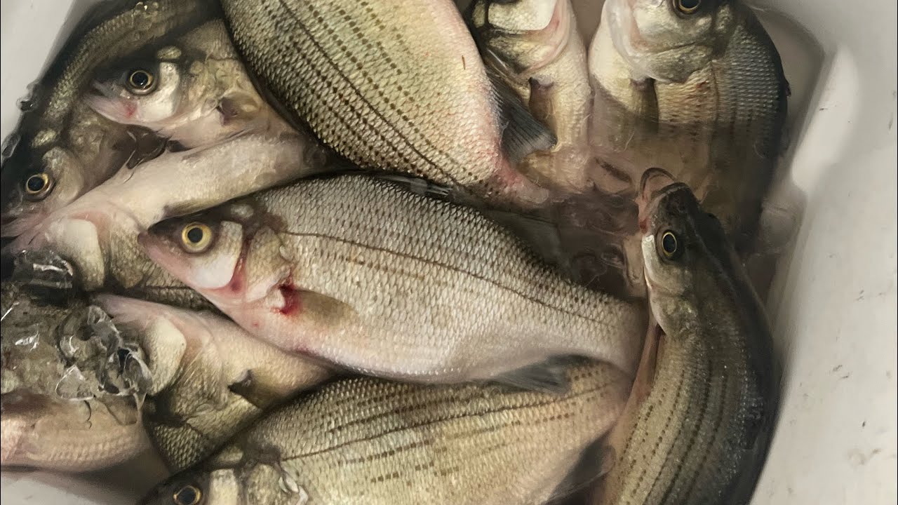 ตกปลาแบสช่วงต้นร้อน #bassfishing #ตกปลา #outdoors