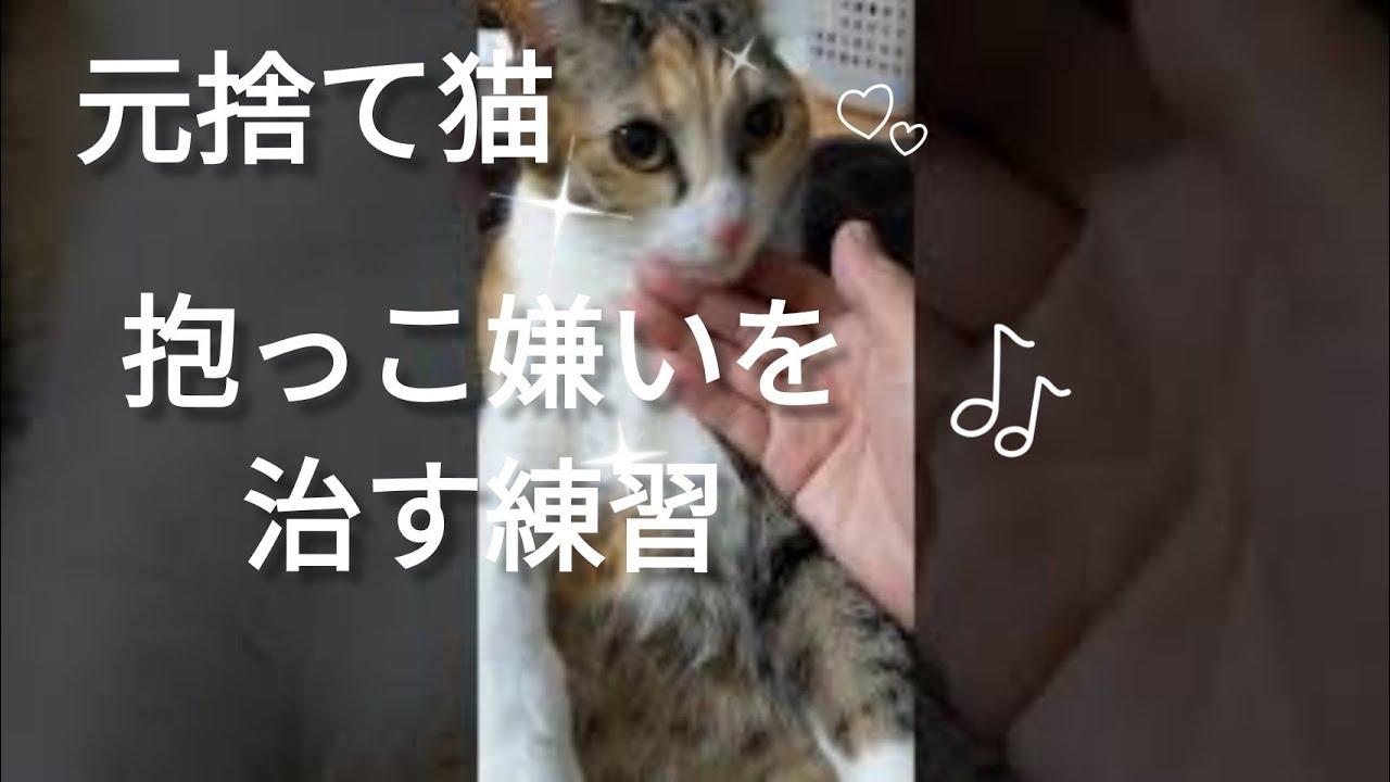 抱っこ嫌い猫を抱っこ好きにさせる練習するとミッキーイカ耳になって怒る Youtube