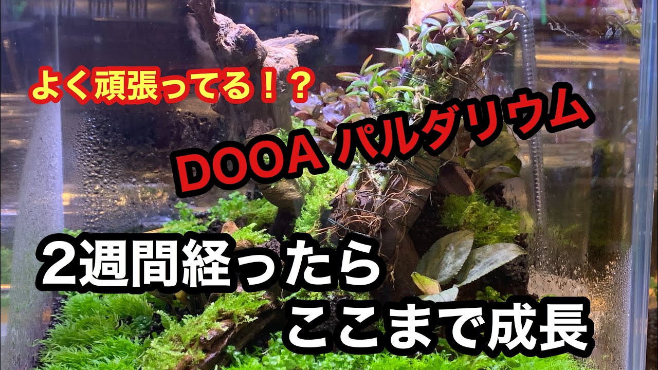 Adaパルダリウム 植栽から2週間経過でここまで成長 Youtube Adaパルダリウム 植栽から2週間経過でここまで成長 Youtube