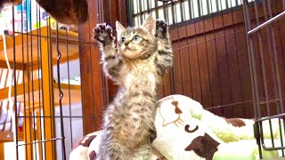 ワンコに少しずつ心を開き始めた激おこ子猫。#13