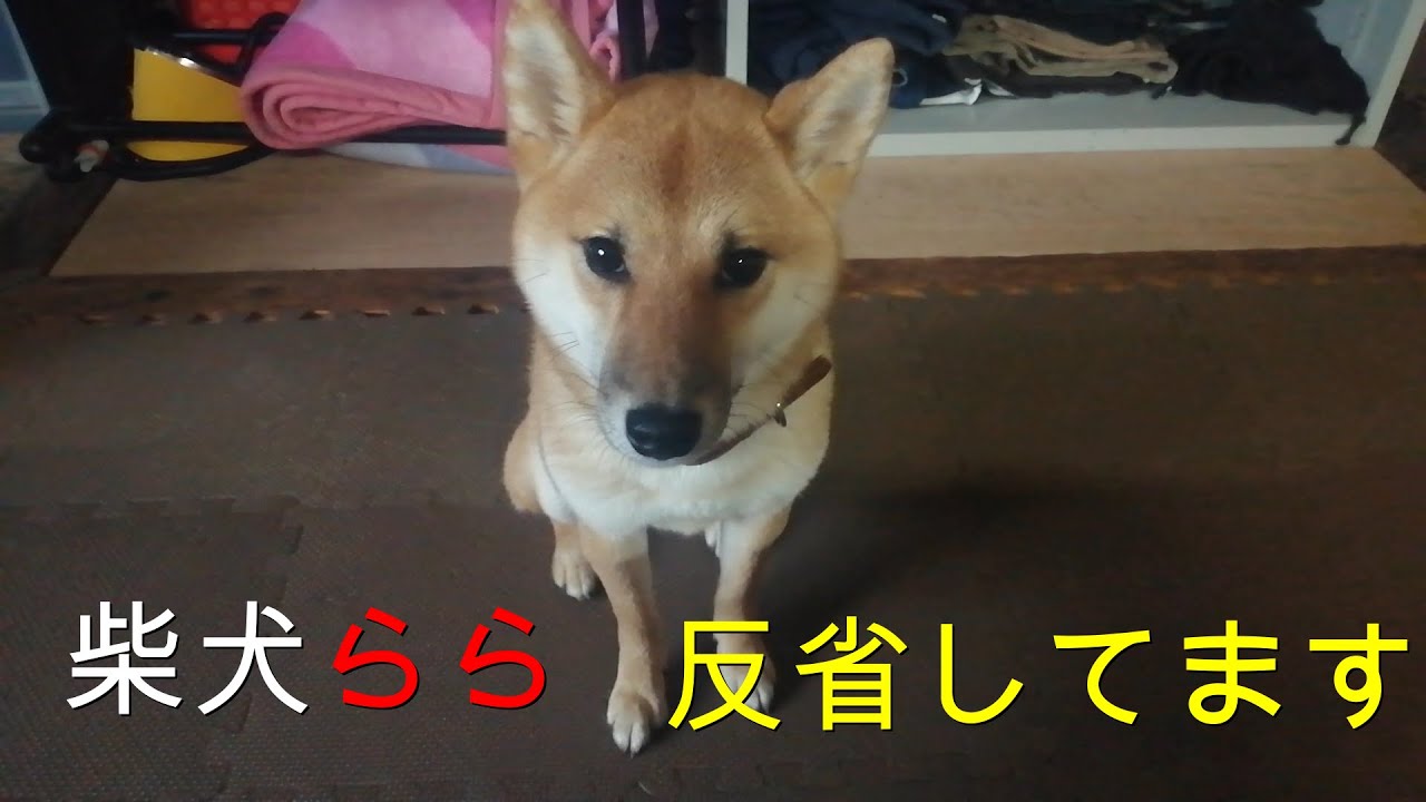 柴犬 らら