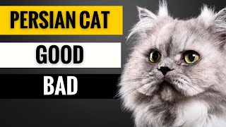 Owning a Persian Cat The Good, The Bad, The Ugly