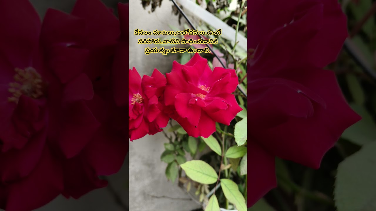 కేవలం మాటలు,ఆలోచనలు ఉంటే సరిపోదు.వాటిని సాధించడానికి ప్రయత్నం కూడా ఉండాలి.