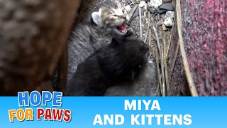 A very young cat gives birth and needs help from humans.