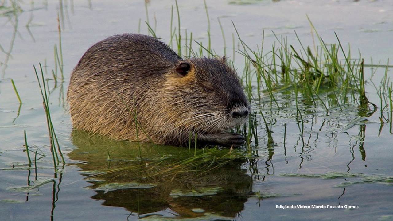 Ratãodobanhado Som do Ratãodobanhado YouTube