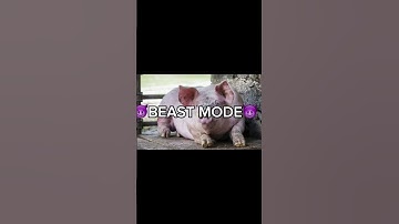Wake up ‘cause its time to go beast mode #shorts #funny #pig #beastmode