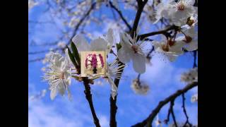 Seni Seven Aşıklar