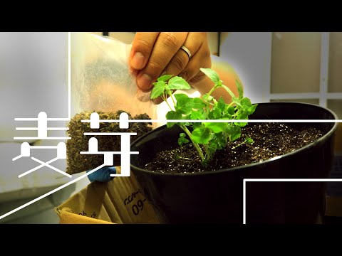 コンテナビールガーデンに挑戦！私が実践したホップと大麦の育て方のコツ