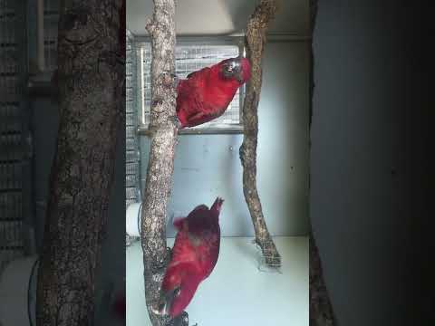 Red Cardinal lories