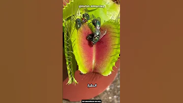 ما سر النبات الذي يصطاد الحشرات بالحيلة 