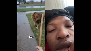 This Lion Betrayed Me