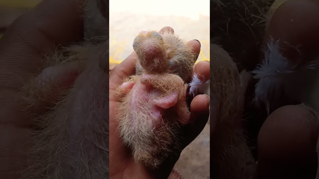 pari wala in videos Kannada 