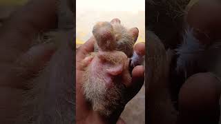 pari wala in videos Kannada #7_ screenshot 4