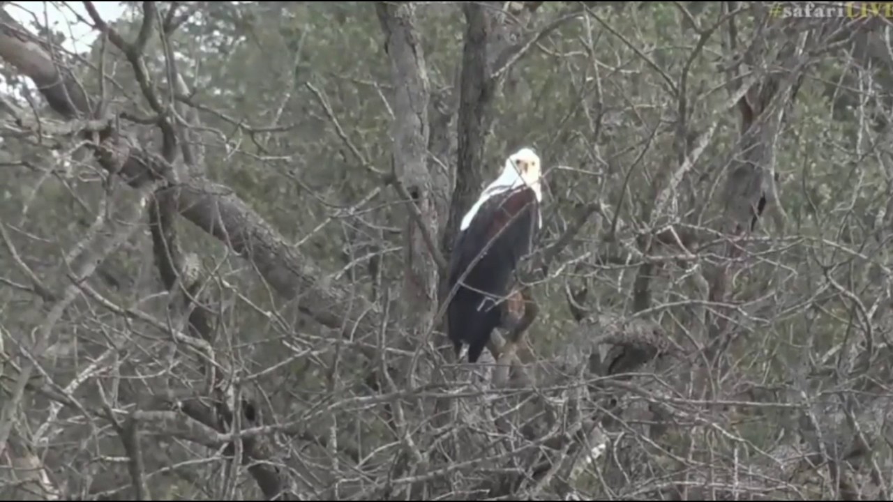sindile faku April 18, 2017- Sunrise- Beautiful view of Chitwa Chitwa and a Fish Eagle for your bird list