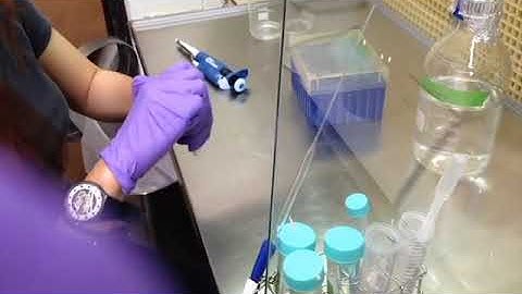 C. elegans Age Synchronization