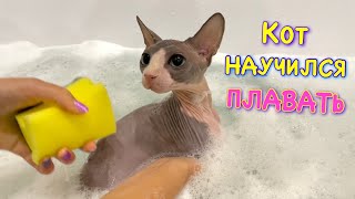 НАУЧИЛИ КОТА ПЛАВАТЬ в ВАННЕ 🙀 Кот Миллион