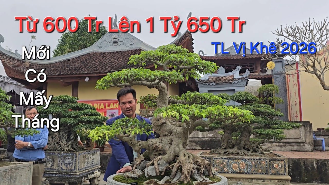 Tìm Hiều về TP QUÝ các AE chia sẻ chủ cây MUA 600TR hiện nay đã có khách TRẢ 1 TỶ 650TR không bán .