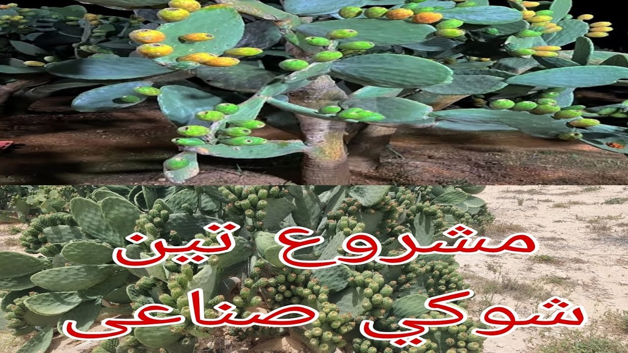 إنشاء مشروع تين شوكى عملاق على أرض مصرية لتصنيع التين الشوكى 01007305821
