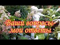 Ваши вопросы-мои ответы.Красивый сад своими руками. КРАСИВАЯ ДАЧАЛандшафтный дизайнКрасивые цветники