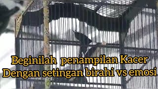 setingan Kacer birahi vs emosi