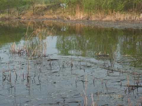 Нерест карася