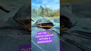 🐢Will a turtle survive hitting a windshield #wildlife #turtle #car #accident #shorts