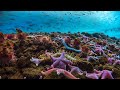 Diving below the Antarctic Ice Sheet with No Escape | Seven Worlds, One Planet | BBC Earth