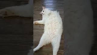 White cat showing his belly. Cat only show belly to trusted person.