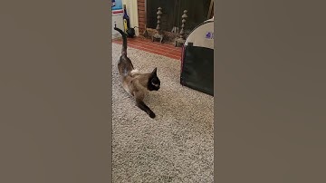 Lazy Cat Day! Too Hot To Play !  #siamese  #cats #catshorts  #smartcat