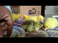 Yavru kazlar ne yer nasıl beslenir