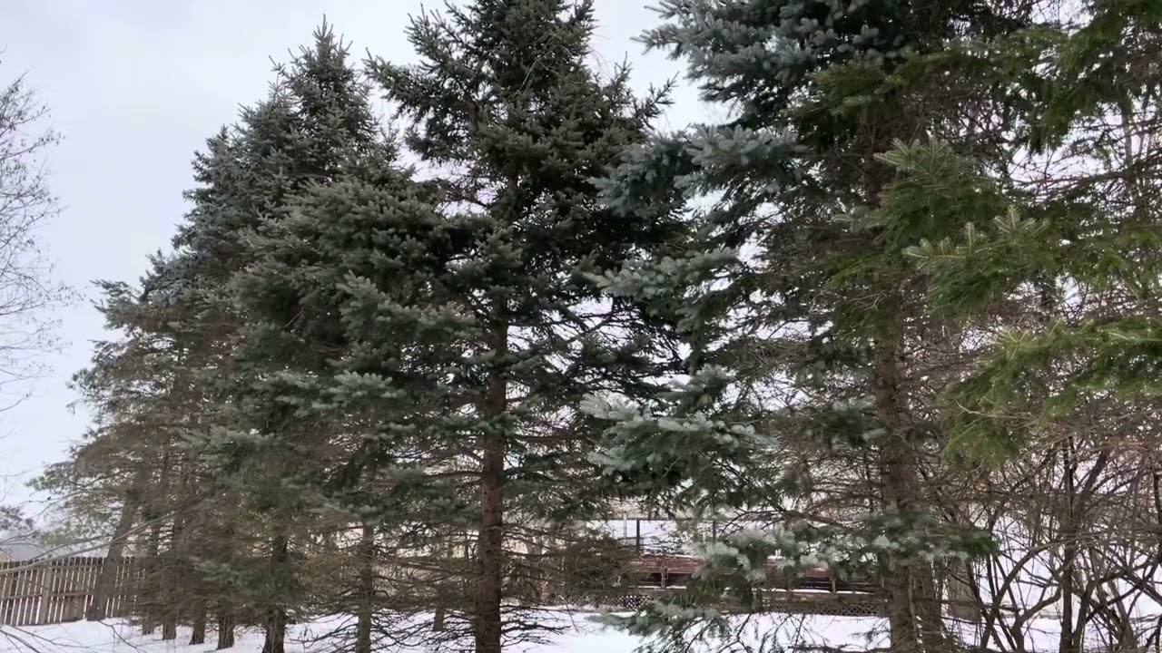 One Minute Calm | Calming Snow 13 | Mindful Meditation | Stand tall.