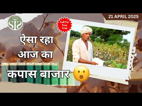 21 अप्रैल 2025 के कपास बाजार पर एक नजर😮 aaj ka kapas ka bhav😮 cotton market rate today #kapas