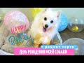 🥳ДЕНЬ РОЖДЕНИЯ МОЕЙ СОБАКИ! Нане 11 лет💗! Мои ЯПОНСКИЕ ШПИЦЫ🐶🐶