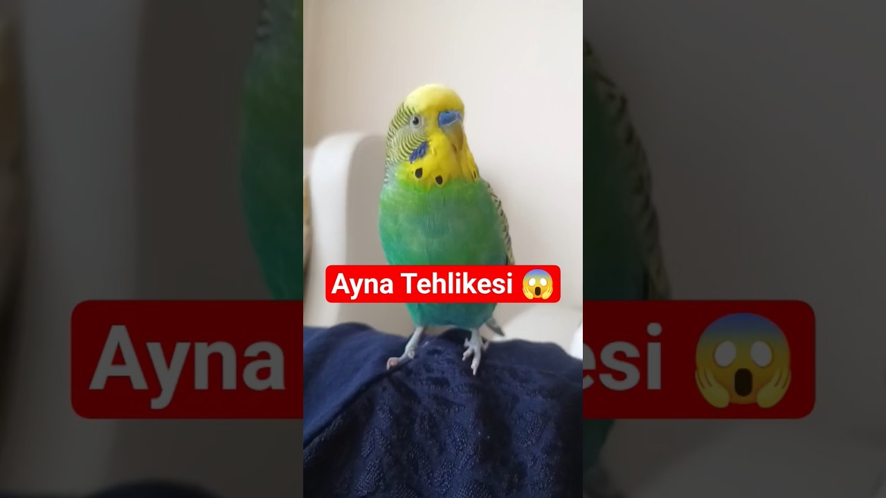 Muhabbet Kuşunuz Aynaya Değil, Bunlara Aşık Olur! 🐦 #muhabbetkuşu #birds #birdsong #budgies #parrot