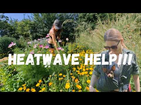 Heatwave Solutions and Helpers!