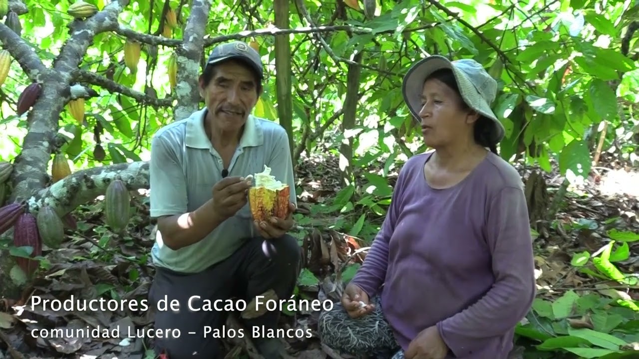 Productor de Cacao FORÁNEO - Palos Blancos BOLIVIA