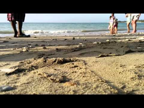 Baby Hawksbill sea turtles sprint to sea