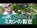 ミカン（柑橘類）の剪定方法についてご紹介します！【作業の適期：３月～４月頃】