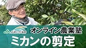 夏みかんの剪定方法を解説します Pruning Of Summer Oranges Youtube