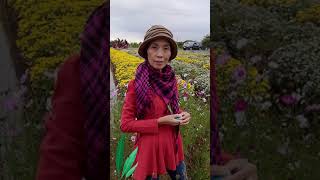 銅鑼杭菊季1101113