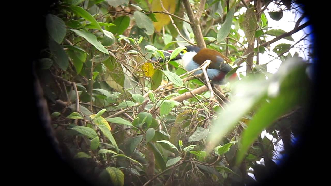 Black-billed Mountain-Toucan - Andigena nigrirostris - Rio Blanco, C