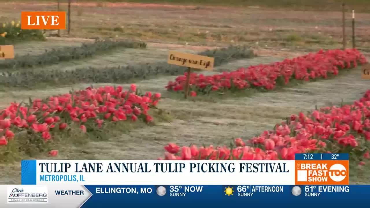 Tulip Lane to kickoff annual Tulip Picking Festival